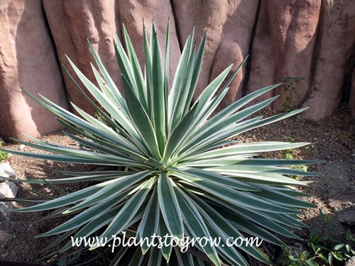This plant was labeled as Agave viviparia var viviparia.